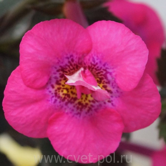 Ахименес wild girl