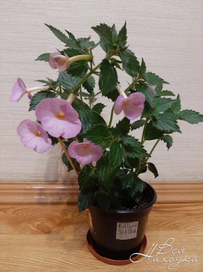 Цветок ахименес