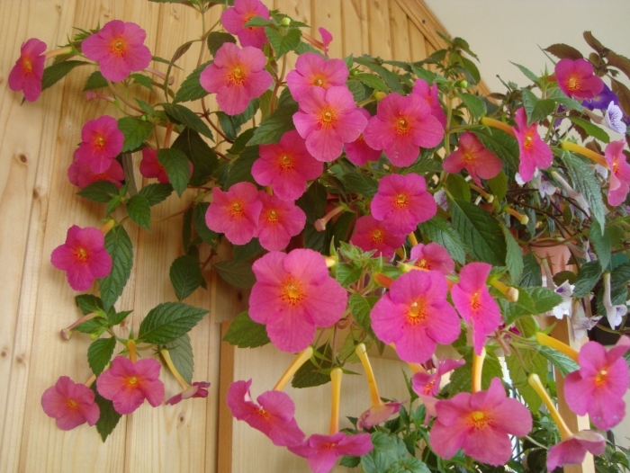 Ахименес ампельный