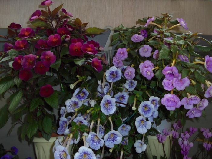 Ахименес ризомы