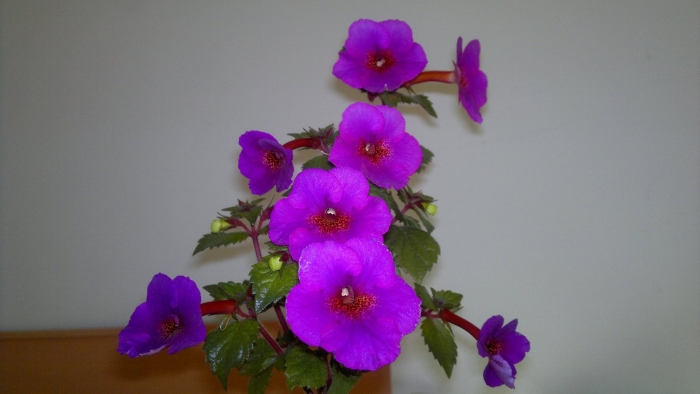 Ахименес purple triumph