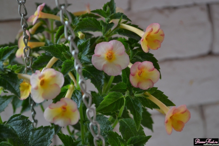 Ахименес yellow fever