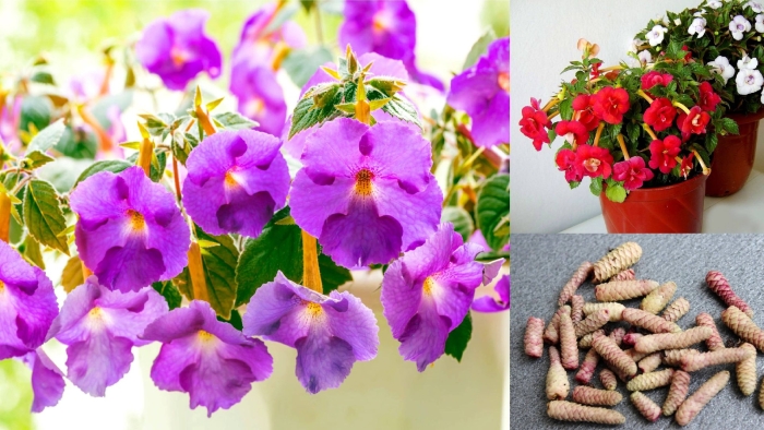 Ахименес queen elizabeth