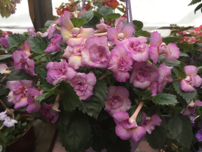 Ахименес vanilla custard