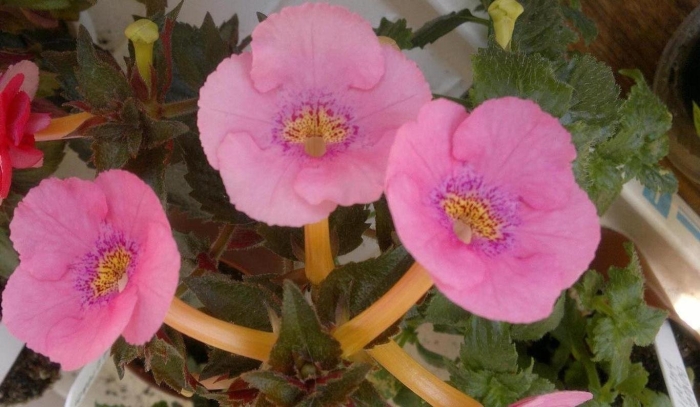 Ахименес черри блоссом