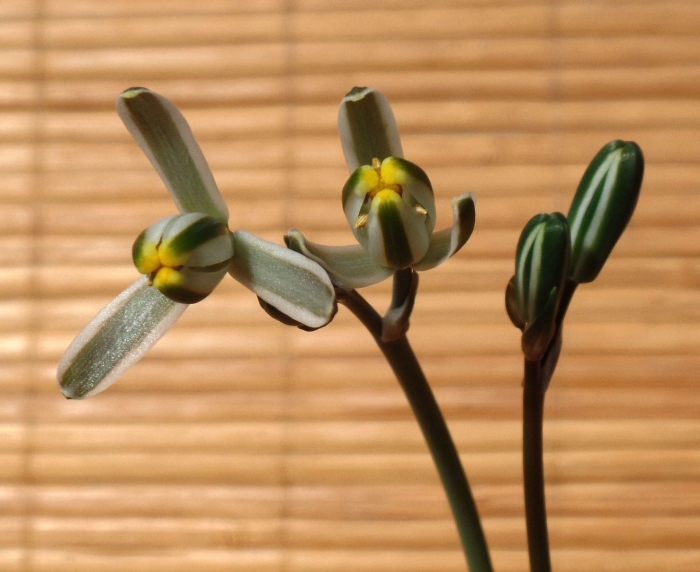 Альбука хумилис