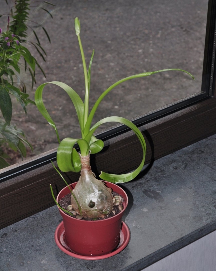 Индийский лук птицемлечник лечебный