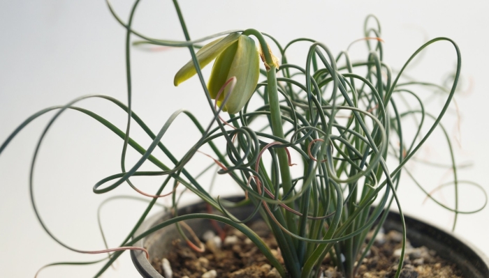 Альбука полифилла