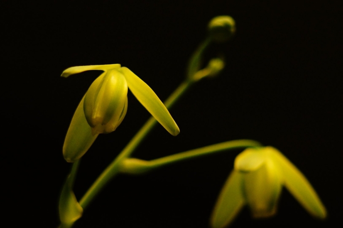 Albuca glandulosa