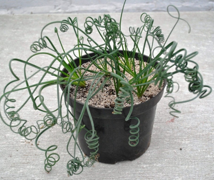 Альбука спиральная