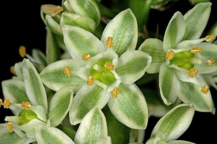 Albuca bracteata