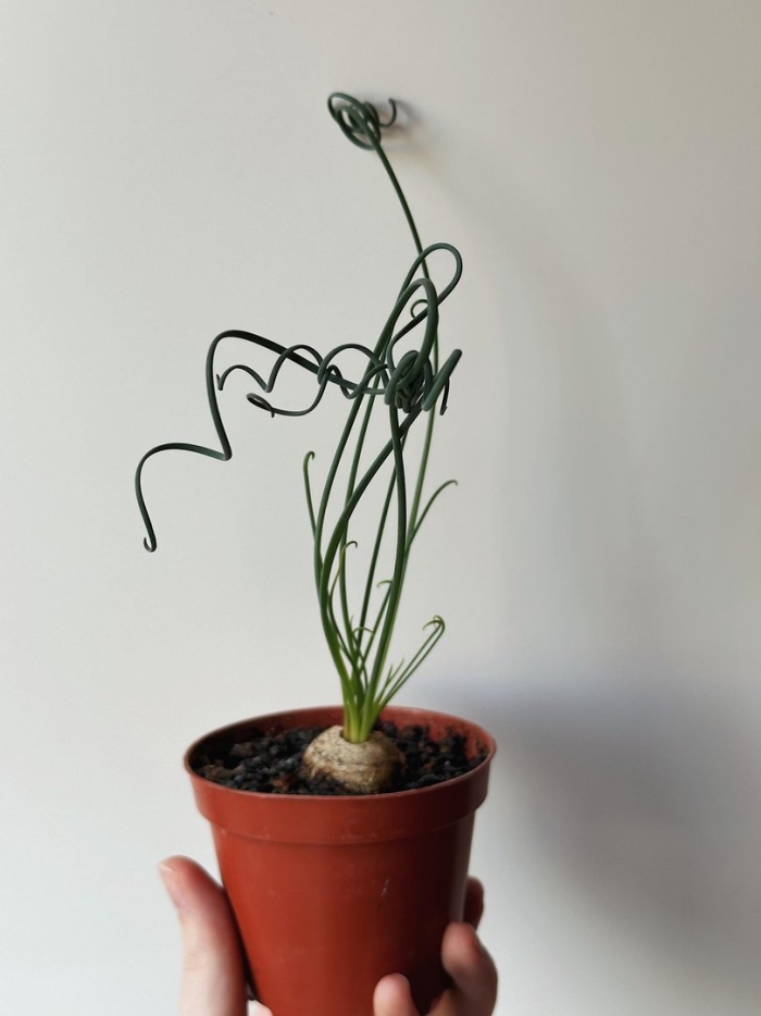 Альбука спиральная уход в домашних условиях