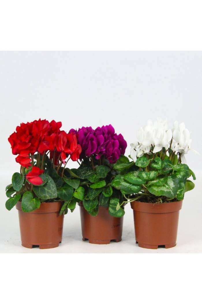 Цикламен микс