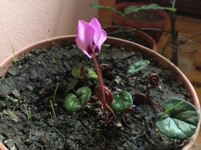 Европейский цикламен