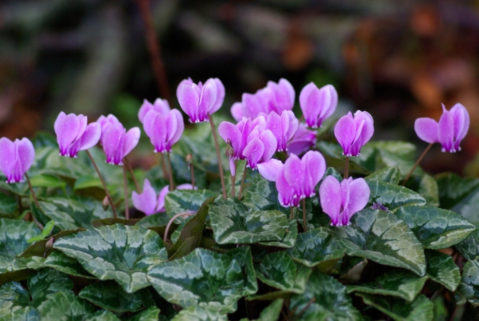 Cyclamen neapolitanum
