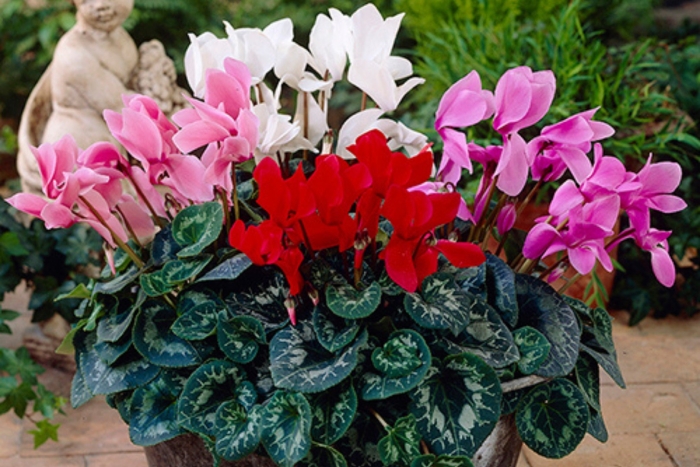 Цикламен цветы