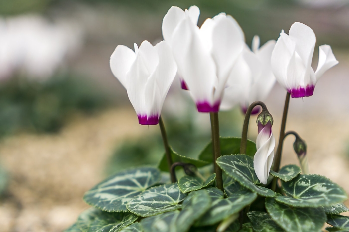 Цикламен белый