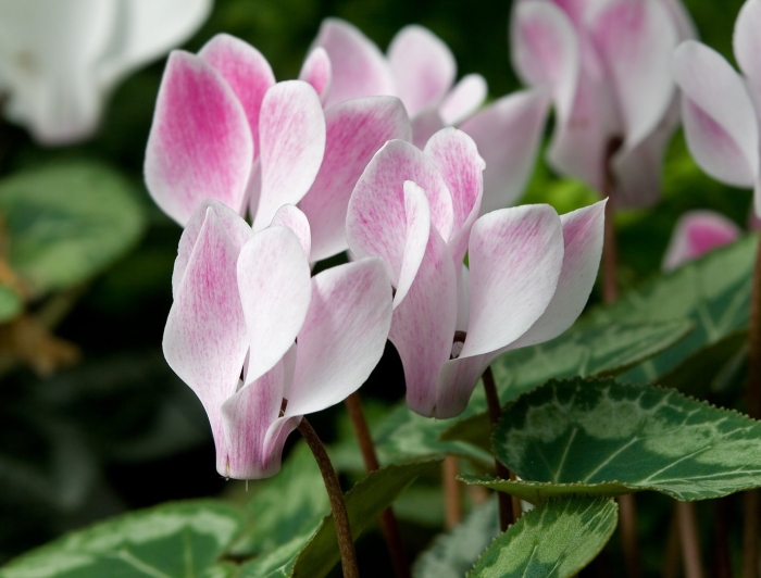 Cyclamen repandum