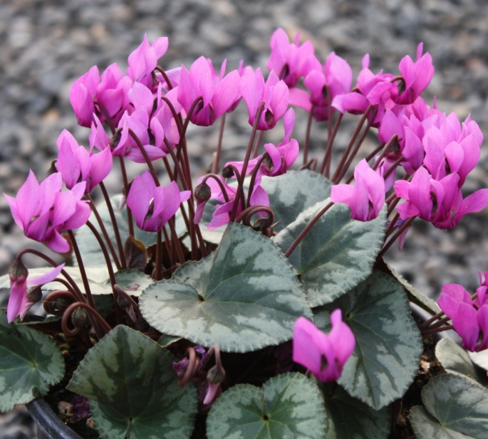 Цикламен альпийская фиалка