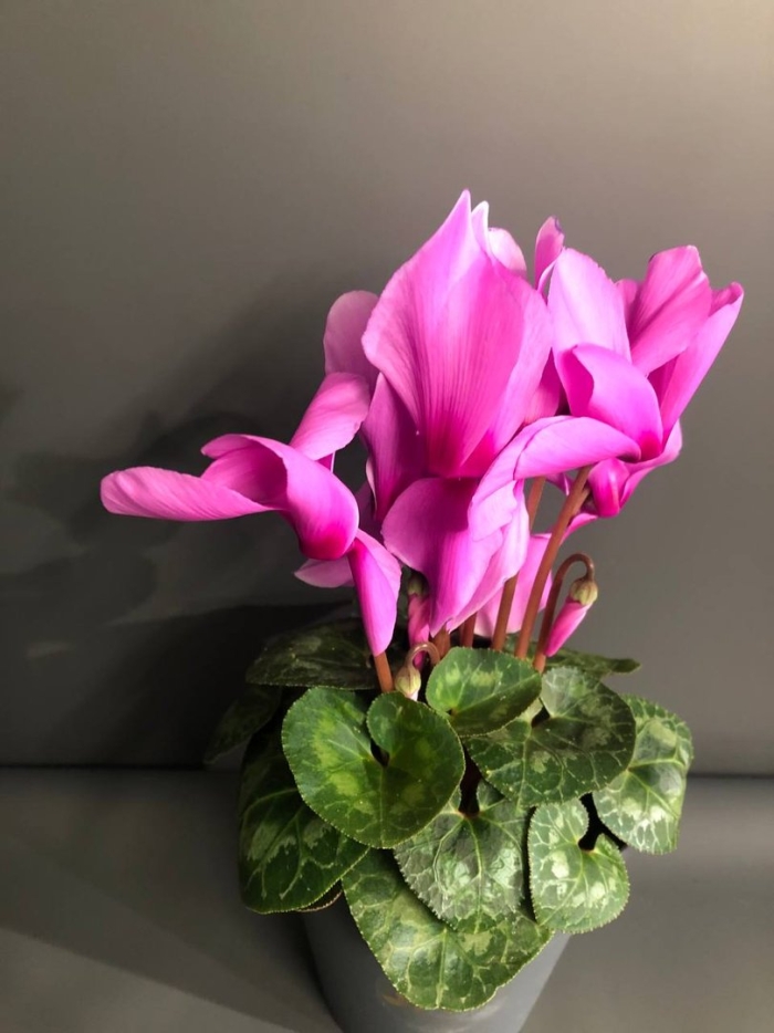 Цикламен комнатный