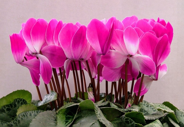 Цикламен альпийская фиалка