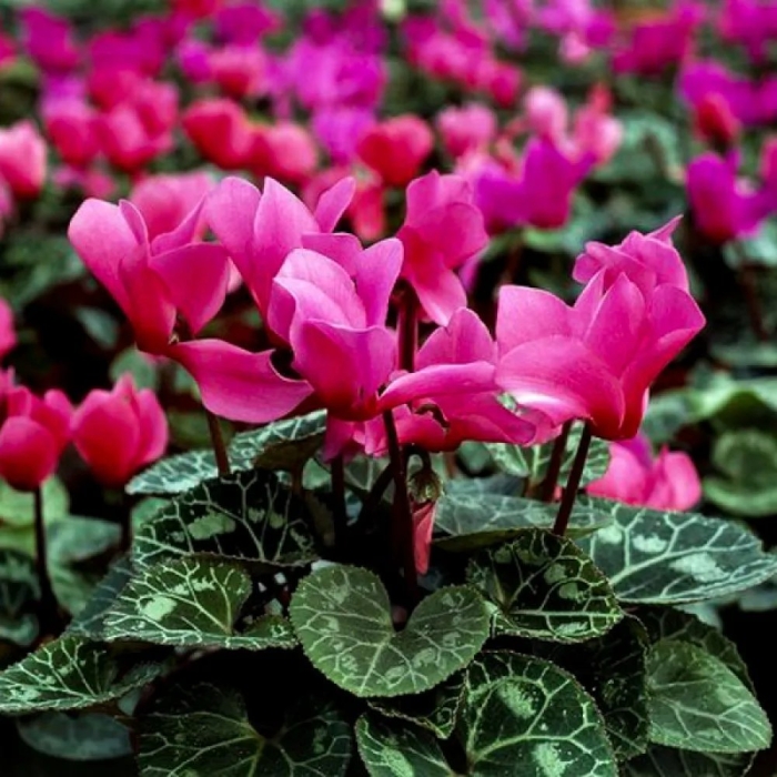 Растение цикламен