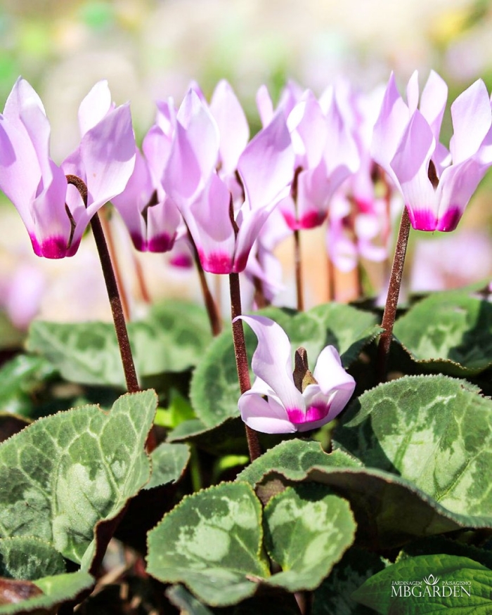 Cyclamen colchicum