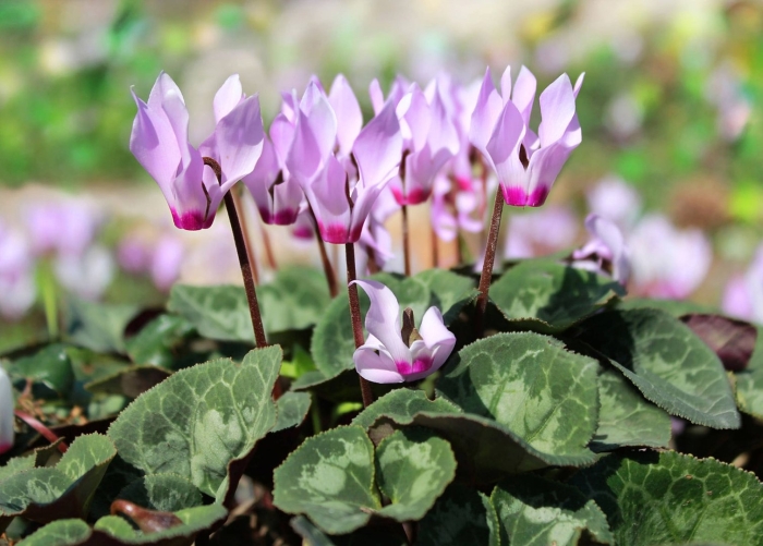 Cyclamen hederifolium