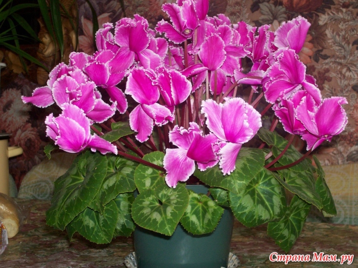 Цикламен персидский лилу