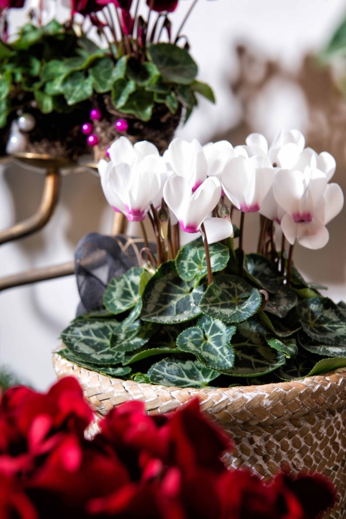 Цикламен персидский рой