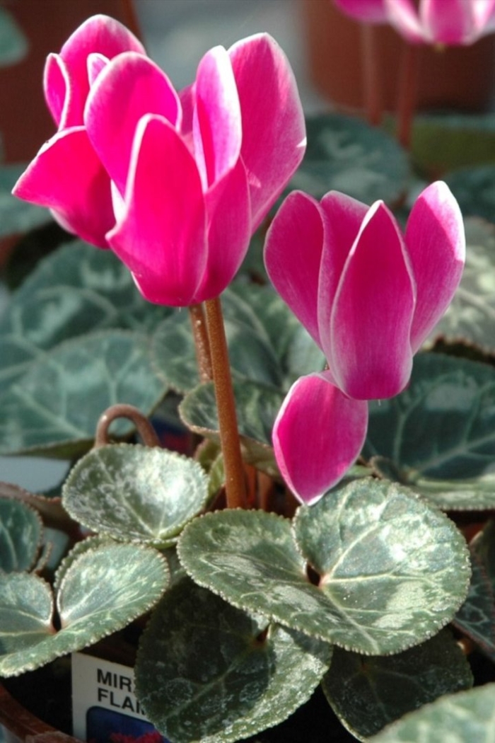 Цикламена цветок