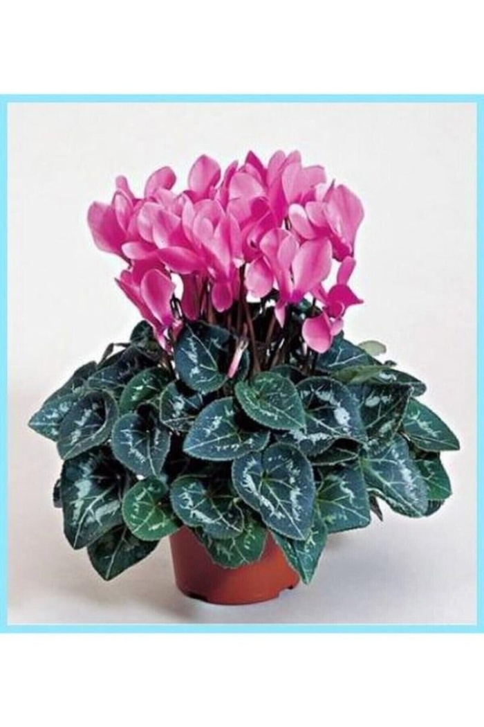 Горшечное растение цикламен