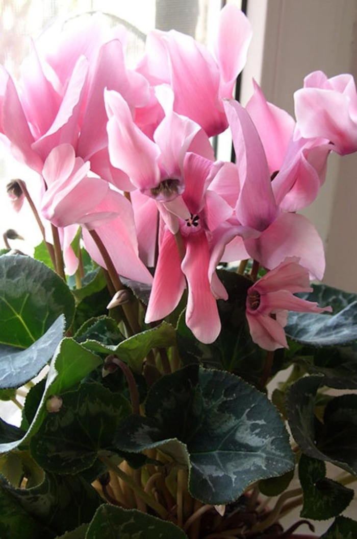 Цикламен цветок розовый