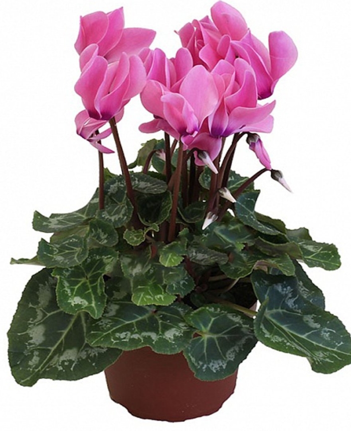 Цветок цикламен