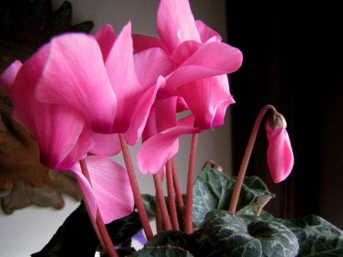 Цветок цикламен уход