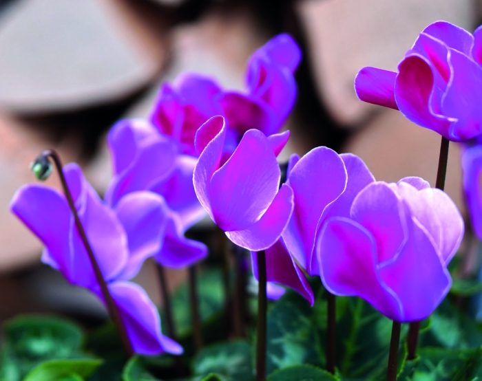 Персидский цикламен