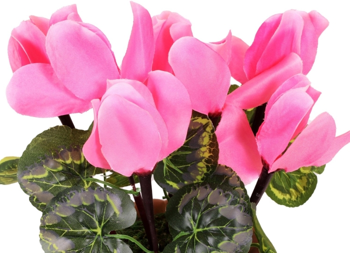 Цикламен цветы