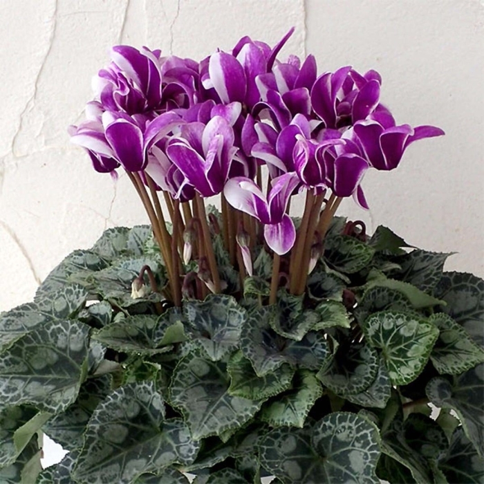 Цикламен арлекин персидский