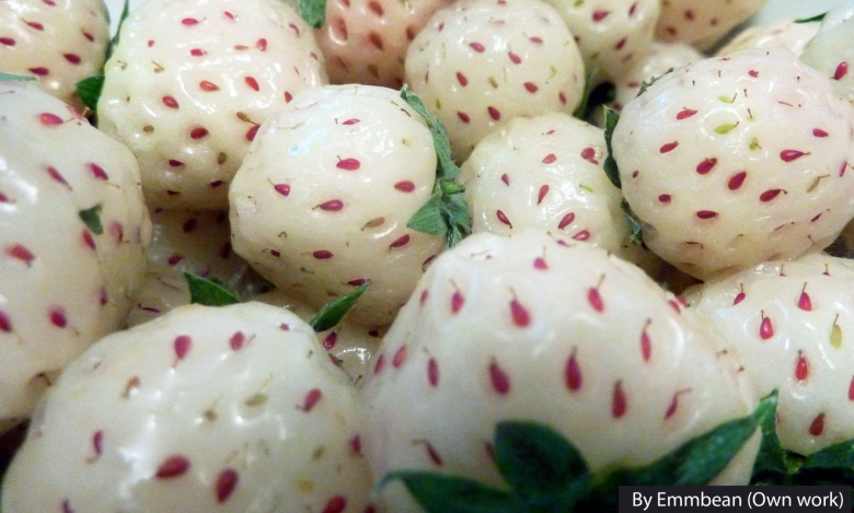 Клубника ананасная пайнберри