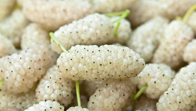 Шелковица белая медовая