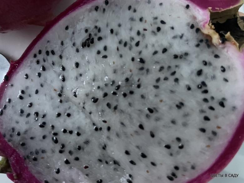 Сердце дракона фрукт