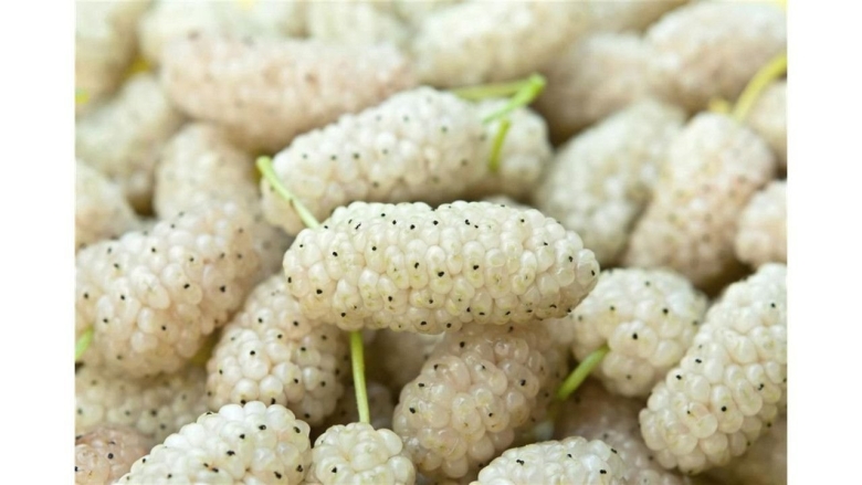 Шелковица белая медовая