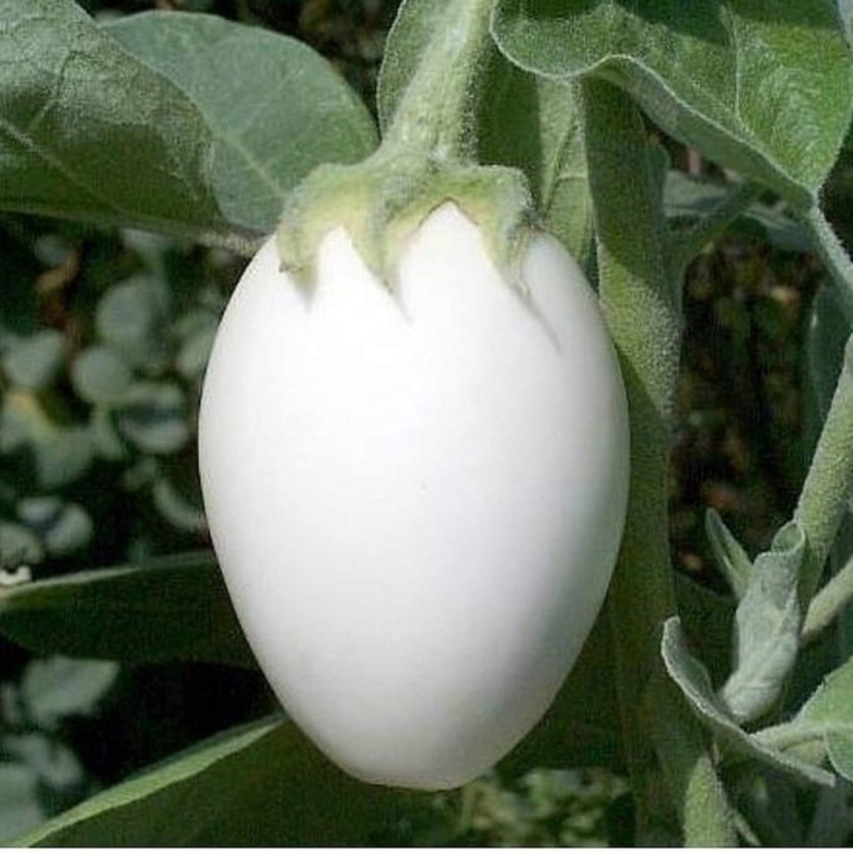 Солянум Эфиопикум золотые яйца