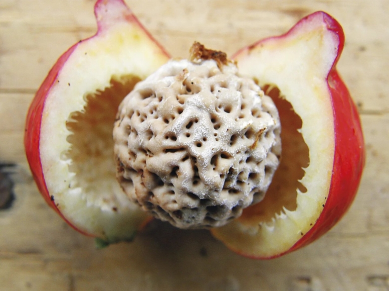 Десертный Квандонг