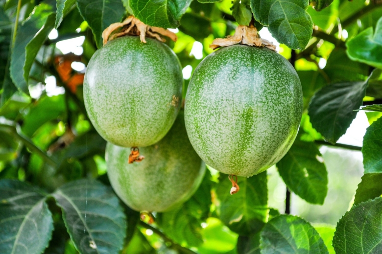 Маракуйя гранадилла