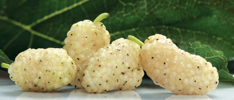 Шелковица белая медовая