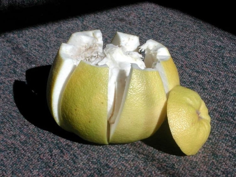 Памела цитрус