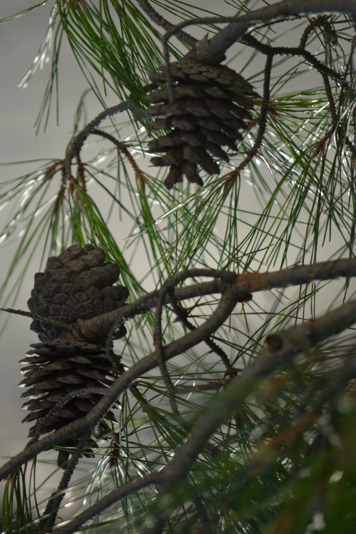 Сосна пицундская шишки