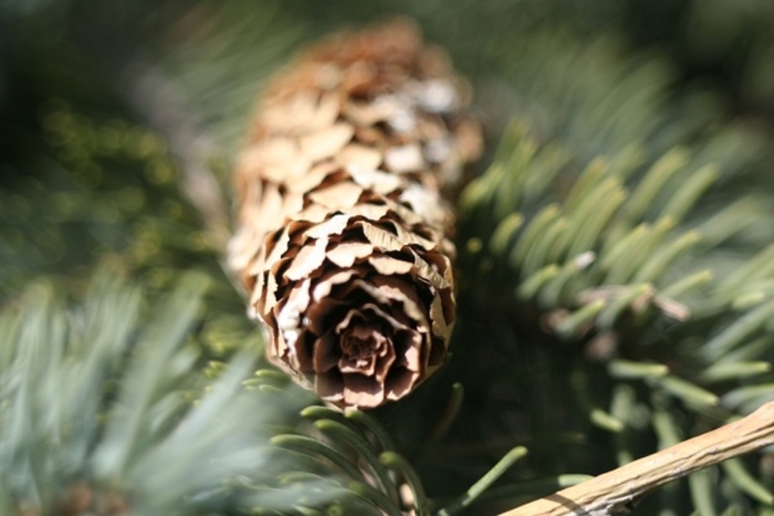 Дерево с шишками