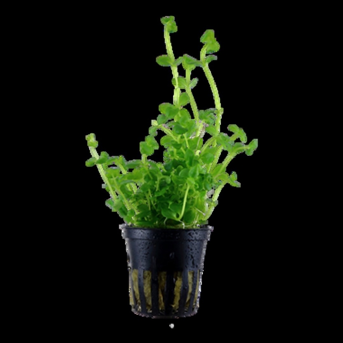 Бакопа австралийская аквариумное растение